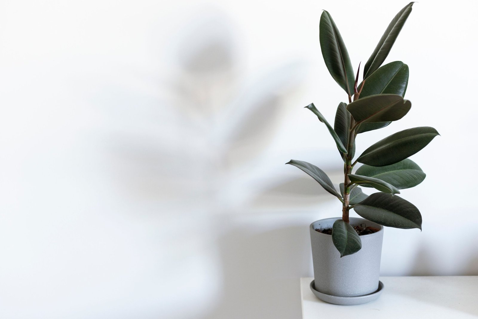 A sleek rubber plant in a ceramic pot set against a white wall, perfect for modern interiors.